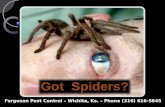 Wichita, Ks. Pest Control - Call Ferguson Phone (316) 616-5845