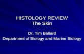 Histology: Skin