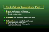 Cell Metabolism Part 1