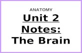 Anatomy unit 2 nervous system the brain notes