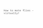 How To Mate Flies – Virtually!