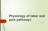 Physiology of labor and pain pathways