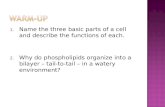 Anatomy & Physiology Lecture Notes - Ch. 3 cells - part 2