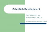Zebrafish day 2 part 1