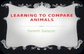 Learning to compare animals