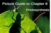 Biology - Chp 8 - Photosynthesis - PowerPoint