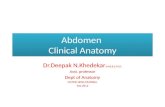 Abdomen, clinical anatomy