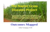 The Napier Grass Diseases Project: Outcomes mapped