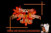 Discover the many colours of lilies - Charlotte2