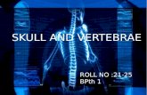 Skull and vertebrae