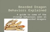 Beardie behaviors