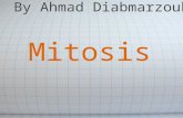 Mitosis- Ahmad Diab