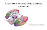 Areas funcionales de la corteza cerebral