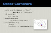 Introduction to Carnivores