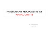 Malignant neoplasms of nose