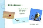Birds migration final copy