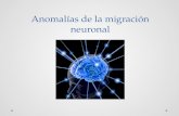 defectos en la migración neuronal
