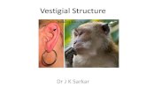 Vestigial structure