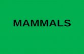 Mammals blog