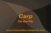 Carp on The Fly