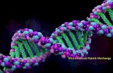 Geneticmodification food and animals