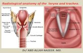 Presentation1.pptx, radiological anatomy of the larynx and trachea.