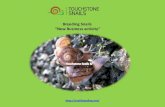 Breeding Snails - New Business Activity