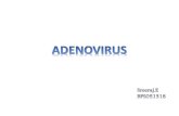 Adenovirus as an animal vector