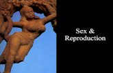 Sex, Repro & Race, Gender, Clan, Class
