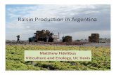 Argentina raisin overview, 2012