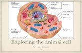 Animal cell project avital s.