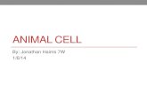 Cell project Jonathan haims 7 w
