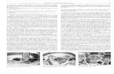 Honda Scoopy SH50 manual 3 of 6 - PDF
