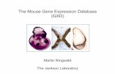 Martin Ringwald, Mouse Gene Expression DB, fged_seattle_2013