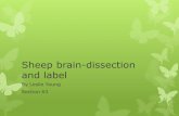 Sheep brain dissection and label