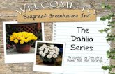 Dahlia series presentation
