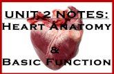 Anatomy Unit 2: Heart Anatomy & Function Notes