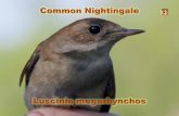 Common nightingale (Slavik obecny - english version)
