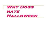 Why dogs hate halloween??