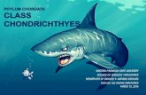 Phylum Chordata- Sub Phylum Vertebrata- Class Chondrichthyes By: Al-John Ahmad