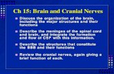 The NEURO: Brain and Cranial Nerve