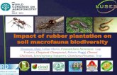 Session 5.3 impact of rubber plantation on soil fxnal biodiversity