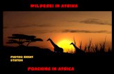 Wilderei in afrika