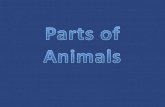 04 partes de los animales