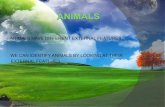 Animals blog