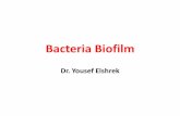 Bacteria biofilm