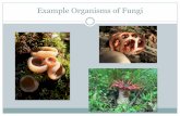 Fugi organisms[1]
