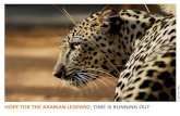 The Arabian leopard is going extinct: Photos