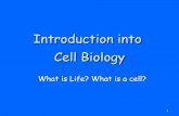 Chapter 1 cell Bio