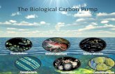 Ocean Biological Pump
